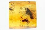 Fossil Caddisfly (Trichoptera) and Spider (Araneae) in Baltic Amber #310955-1